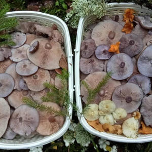 Всякое разное