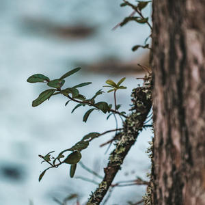 Зелёный шёпот у коры