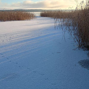 Следы на льду, ведущие в тишину
