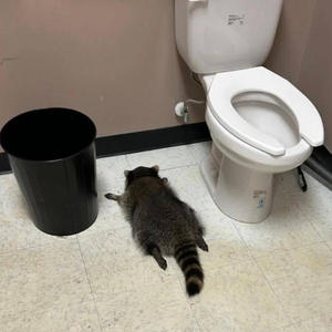 Братья меньшие