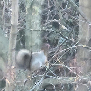 Братья меньшие