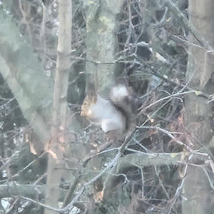 Братья меньшие