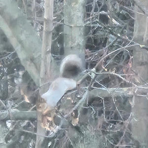 Братья меньшие