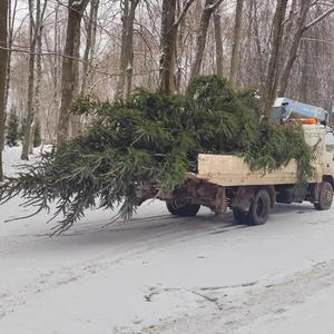 В Осташкове началась установка новогодних ёлок в общественных местах