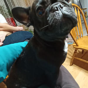 Братья меньшие