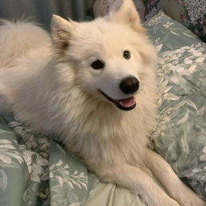 Братья меньшие