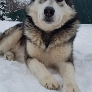 Братья меньшие