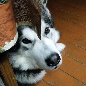 Братья меньшие