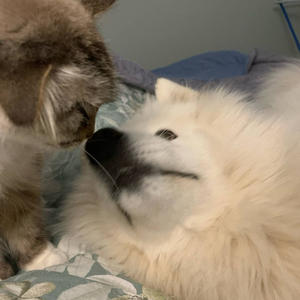 Братья меньшие