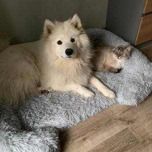 Братья меньшие