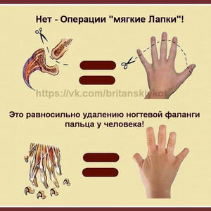 Братья меньшие