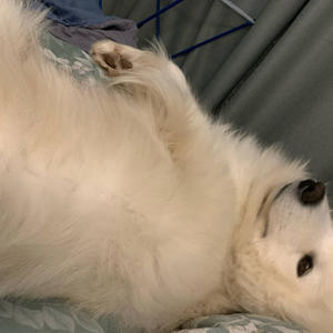 Братья меньшие