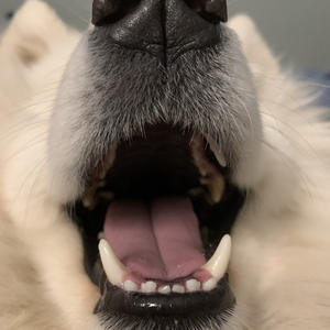 Братья меньшие