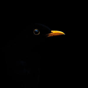 Братья меньшие