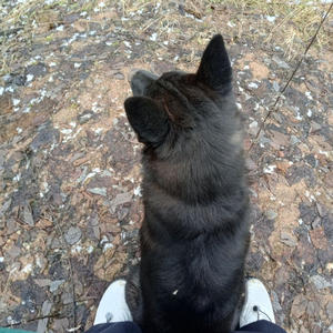 Братья меньшие