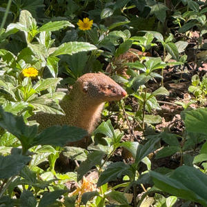 Братья меньшие