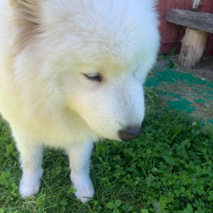 Братья меньшие