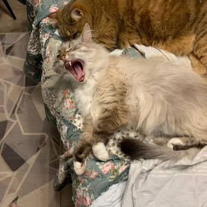 Братья меньшие