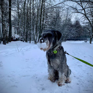 Братья меньшие