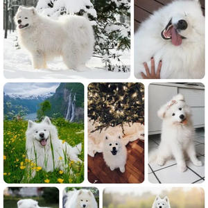 Братья меньшие