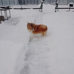 Братья меньшие