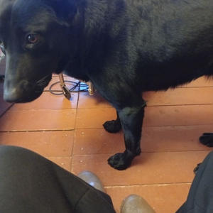 Братья меньшие