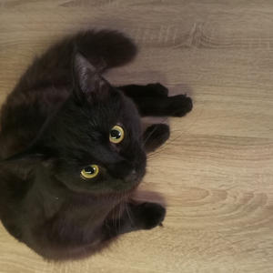 Братья меньшие