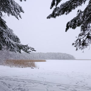 Снежные лапы сосен над замёрзшим озером