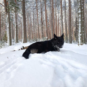 Братья меньшие