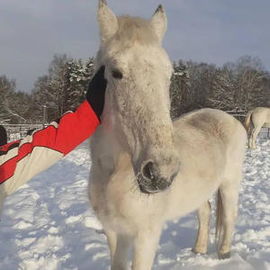 Братья меньшие