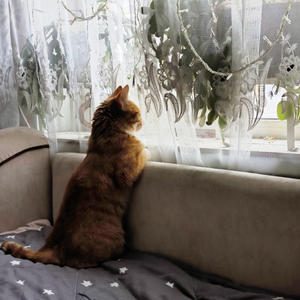 Братья меньшие