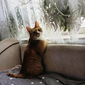 Братья меньшие