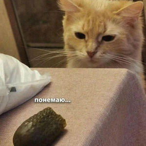 Братья меньшие