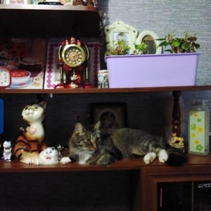 Братья меньшие