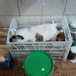 Братья меньшие