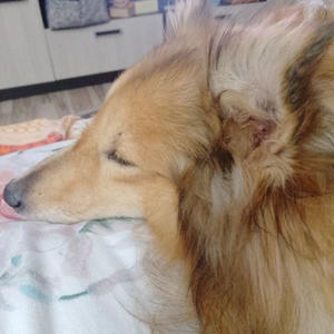 Братья меньшие