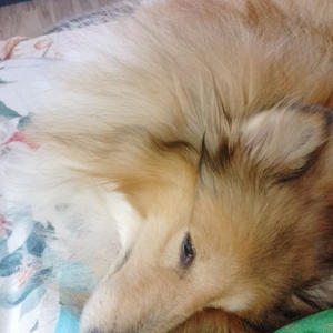 Братья меньшие