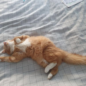 Братья меньшие