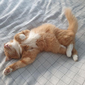 Братья меньшие