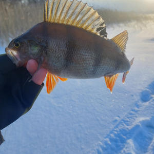 Зимний окунь в лучах солнца