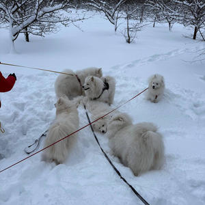 Братья меньшие