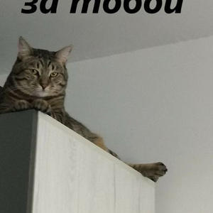 Братья меньшие