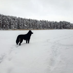 Братья меньшие