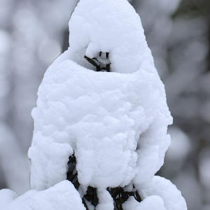 Снег укутал ветку, как в сказке