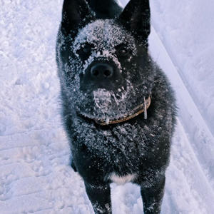 Братья меньшие