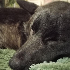 Братья меньшие