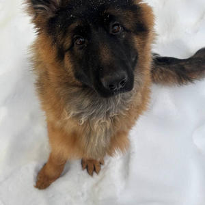 Братья меньшие