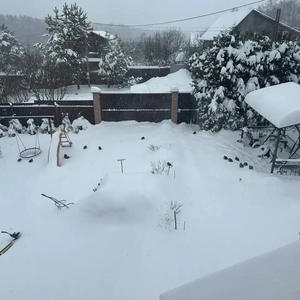 Братья меньшие