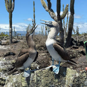 Братья меньшие