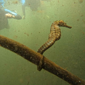 Братья меньшие